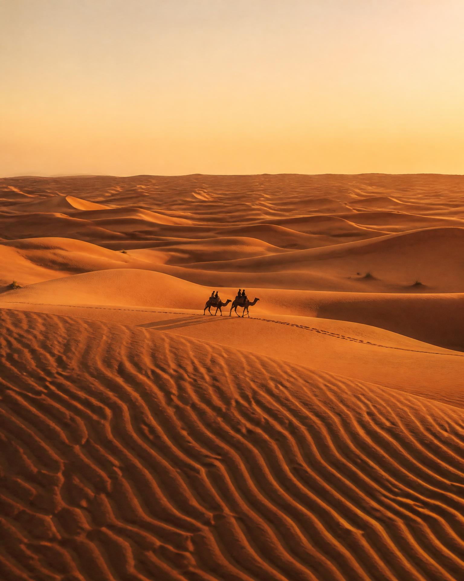 Deux dromadaires traversant l'immensité des dunes du Grand Erg tunisien à la lumière dorée